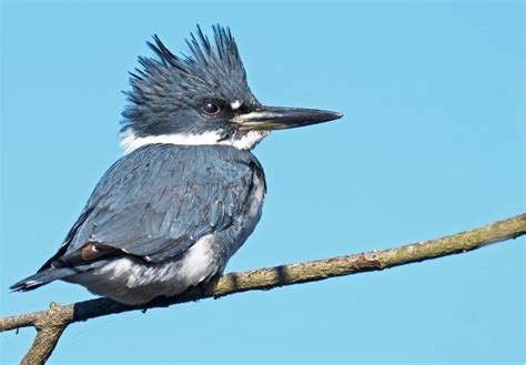 25 Beautiful Birds Of North Carolina