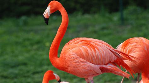 Red Flamingo Desktop Wallpaper Hd For Mobile Phones And