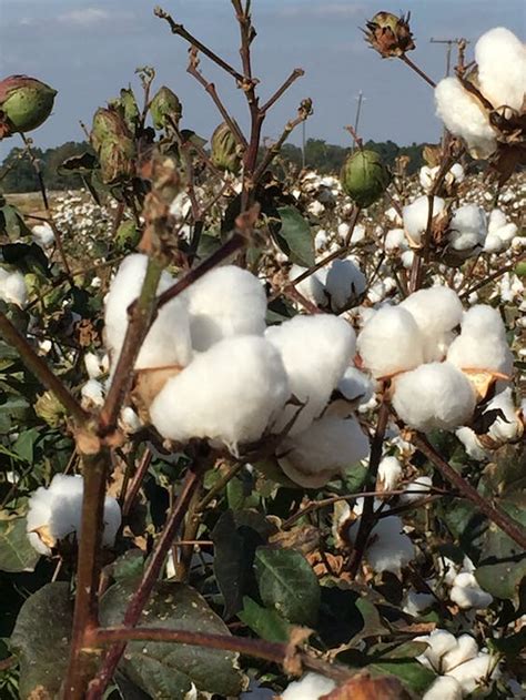 Free Stock Photo Of Cotton