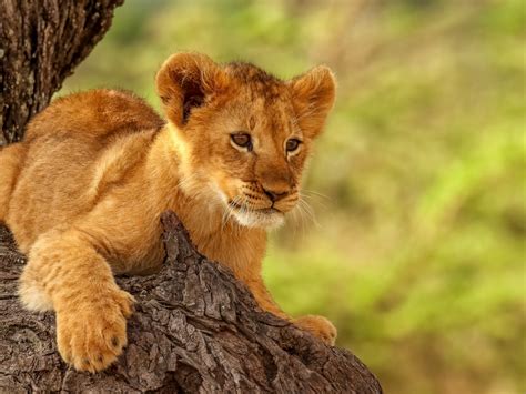 Download 1600x1200 Wallpaper Lion Cub Cute Animal