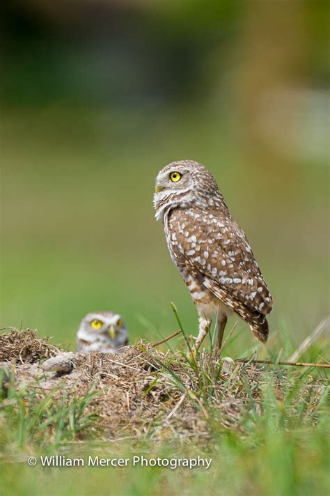 Sentinal Burrowing Owl Athene Cunicularia William Mercer Flickr