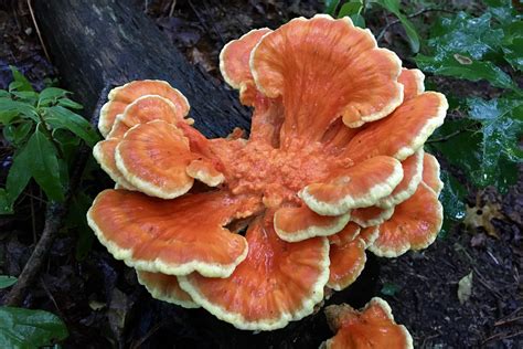 Wild Edible Chicken Of The Woods Seashore To Forest Floor