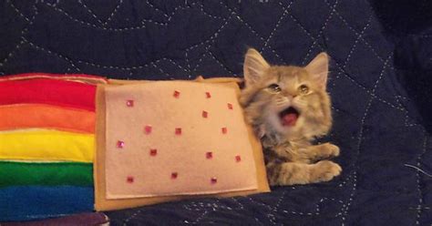 Nyan Cat Imgur