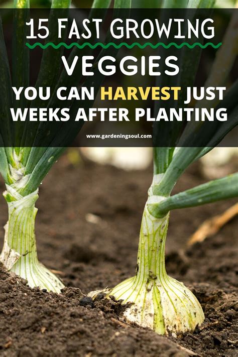 15 Fast Growing Veggies You Can Harvest Just Weeks After Planting
