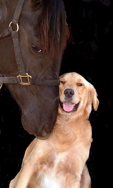 Top 10 Dogs And Horses Friends For Life