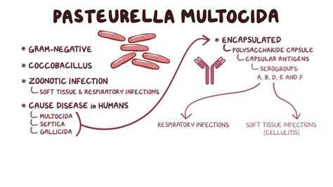 Pasteurella Multocida Video Anatomy And Definition Osmosis