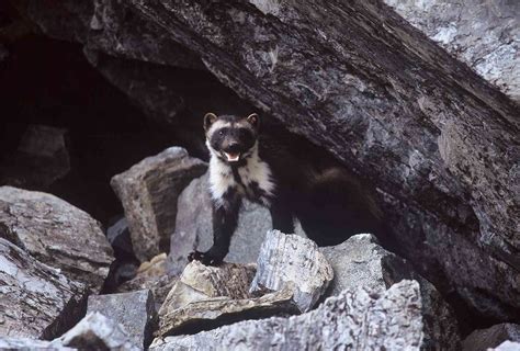 Lawsuit Launched Over Federal Refusal To Protect Wolverines Defenders