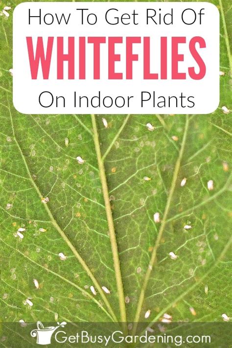 How To Get Rid Of Whiteflies On Indoor Plants For Good