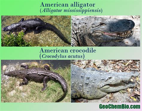 Crocodile Vs Alligator Illustrated Differences At