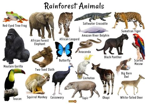 Rainforest Animals List Adaptations Pictures