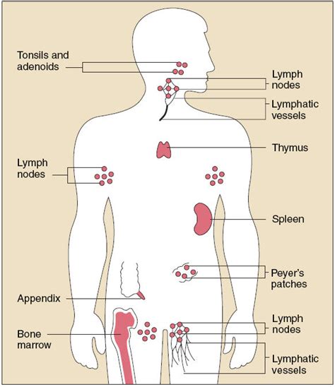 Lymph Nodes