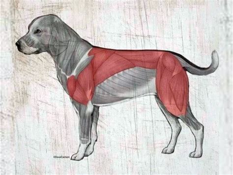 Dog Anatomy Muscles And Tendons The Y Guide