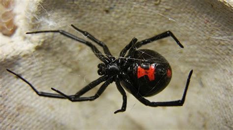 Black widow spiders are arachnids that are known for the females' unique appearance and tendency to eat their mates. 10 Interesting Facts About Black Widow Spiders | Learnodo ...