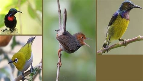 Jenis Burung Kecil Bersuara Merdu dan Namanya + Gambar