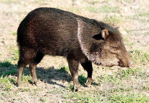 Peccary Wild Pig Collared And White Lipped Species Britannica