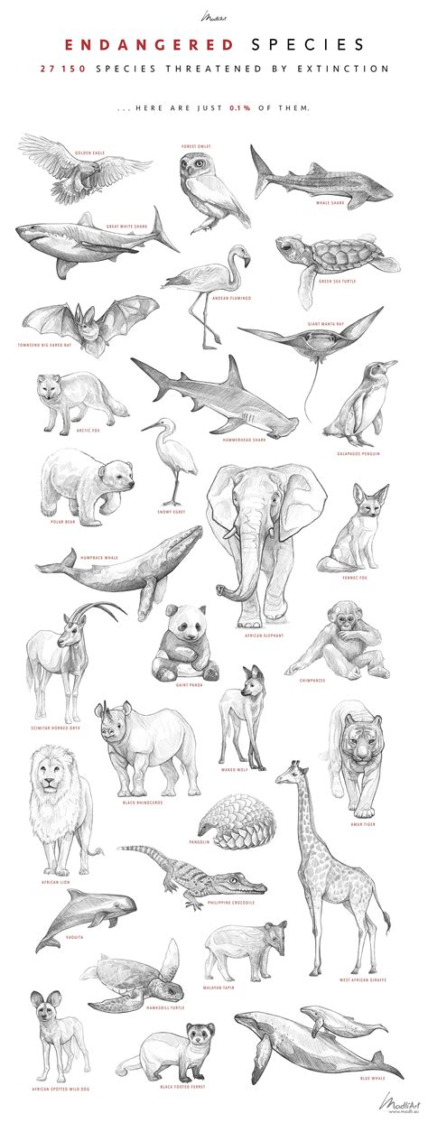 How To Draw Endangered Animals Documentride5