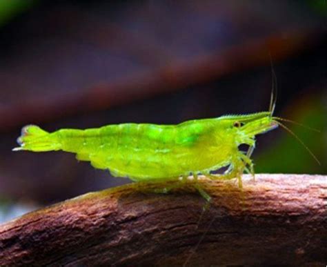 Freshwater Shrimp Malaysian Rainbow Shrimp Arizona Aquatic Gardens