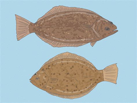 Flounder Vs Halibut Differences In Taste And Appearance