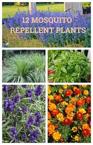 The Best Mosquito Repelling Plants For Your Garden Are Lavender