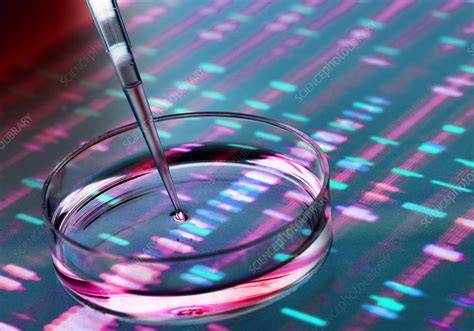 genetic research stock image  science photo library