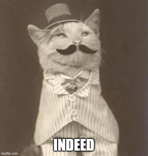 Moustache Cat Posh Imgflip