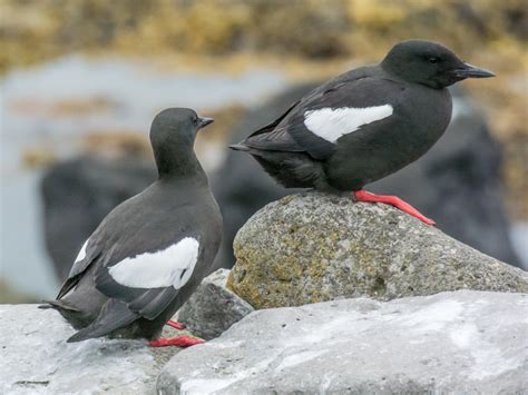 Icelandic Birds Bob Friedenson Photography