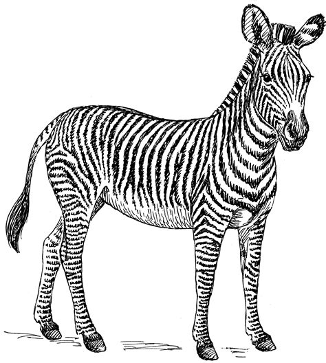 Zebra Clipart Black And White High Resolution Pictures On Cliparts Pub