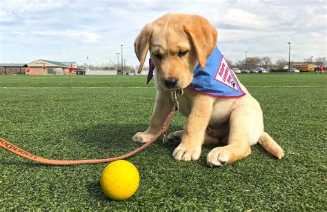 Training Corner: Tips on training your new puppy - Leader Dogs for the Blind