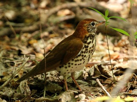 Wood Thrush At Woodend Wood Thrush Hylocichla Mustelina Flickr