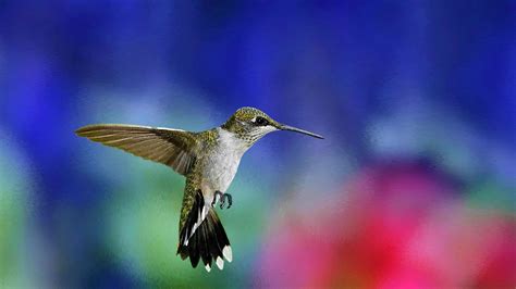 Hummingbird Hummingbirds Birds Hd Wallpaper Wallpaper Flare