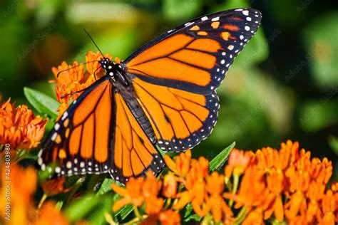 Foto De A Male Monarch Butterfly Danaus Plexippus With Stunning