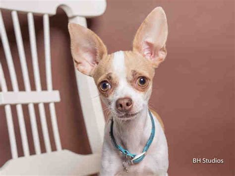 Houston humane's adopt a pet page can answer the questions you're seeking answers to. Pet Adoption Houston Tx - Anna Blog