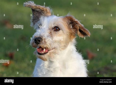 Top Image Wire Haired Jack Russell Terrier Thptnganamst Edu Vn