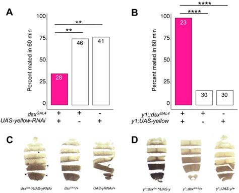 figures and data in the yellow gene influences drosophila male mating success through b
