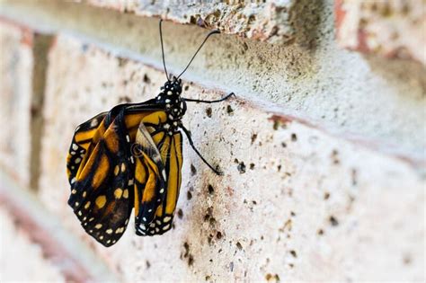 Closeup Of A Monarch Butterfly Danaus Plexippus On A Wall Stock Image