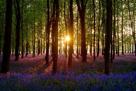 Ciekawe Miejsca Bluebells Wood Moja Osobistoscpomid