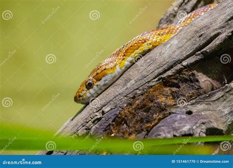 Yellow Snake Sitting On Top Of A Log Stock Photo Image Of Graphic