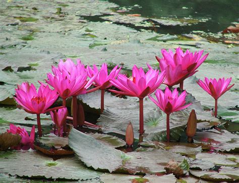 Pink Water Lily Flowers By Paldas Photography