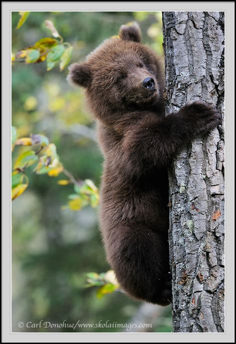 Grizzly Bear Cub In A Tree Photo