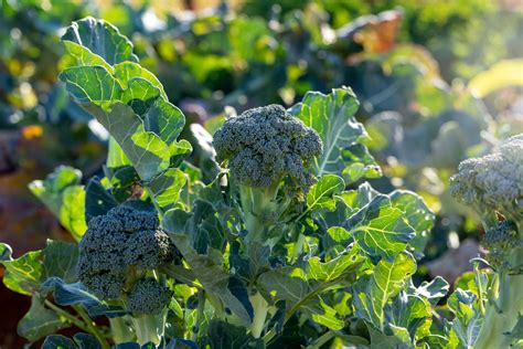 Types Of Broccoli Food Gardening Network