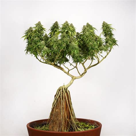 Cannabis Bonsai Cómo Practicar Un Arte Milenario