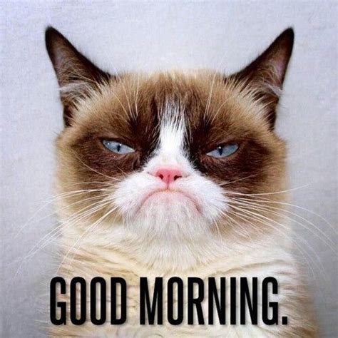 Good Morning Grump Cat Funny Grumpy Cat Memes Grumpy Cat