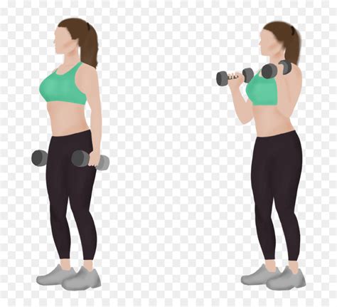 Standing Dumbbell Bicep Exercises Off