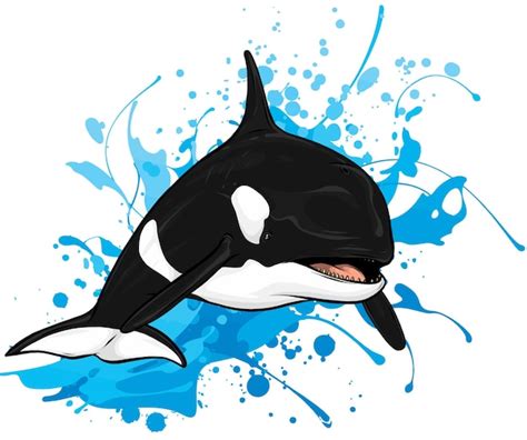Premium Vector Vector Illustration Of Killer Whale Jumping Out Of Water