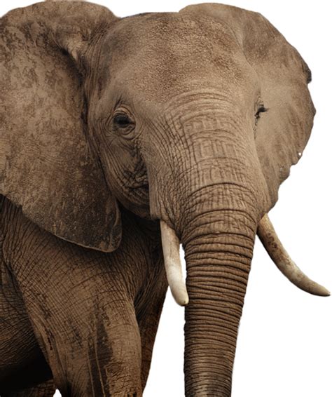 Gambar Gambar Gajah Lengkap Di Rebanas Rebanas