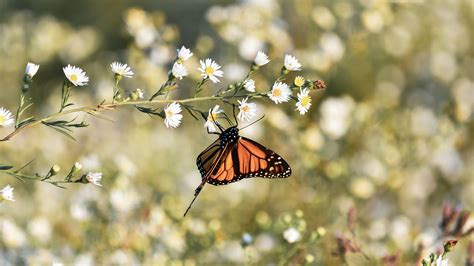 Download Wallpaper 3840x2160 Monarch Butterfly Butterfly Brown
