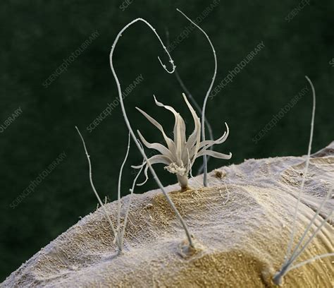 Mosquito Larva Sem Stock Image C0115016 Science Photo Library