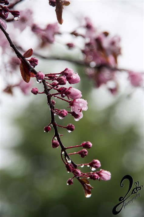 Cherry Blossoms In The Rain Ziebee Media