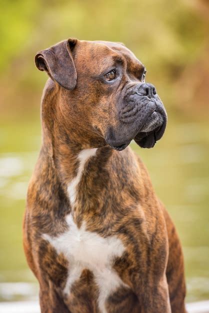 Premium Photo Portrait Of A Boxer Dog Sitting Near A River