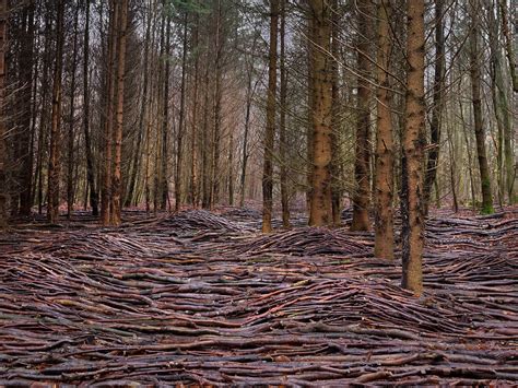 nine massive waves of deadwood surge across a forest floor near hamburg colossal